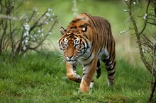Sumatran Tiger, Panthera Tigris Sumatrae, Adult Standing On Grass