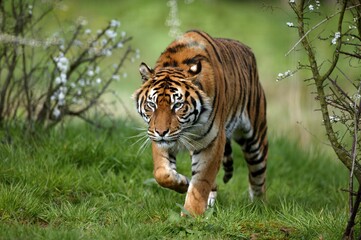 sumatran tiger, panthera tigris sumatrae, adult standing on grass
