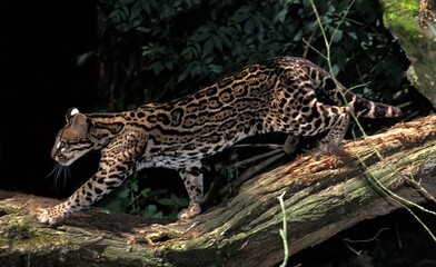 Wall Mural - ocelot, leopardus pardalis, adult
