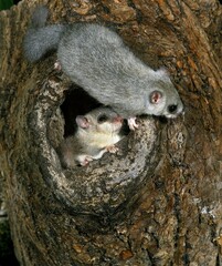 Wall Mural - Edible Dormouse, glis glis, Pair standing at Nest Entrance
