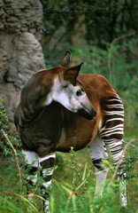 Wall Mural - Okapi, okapia johnstoni, Female