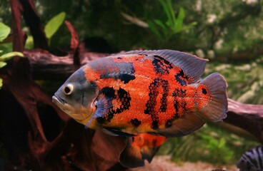 Wall Mural - tiger oscar fish, astronotus ocellatus, adult