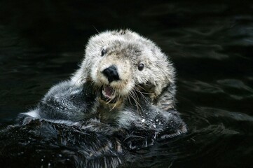 Wall Mural - sea otter, enhydra lutris, adult grooming fur, california