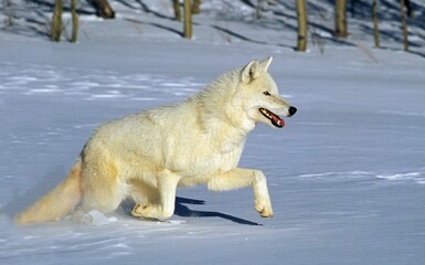 Wall Mural - Arctic Wolf, canis lupus tundrarum, Adulte running on Snow, Canada