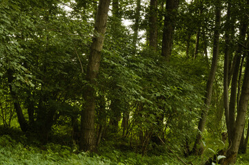 Forest landscape on a sunny day.