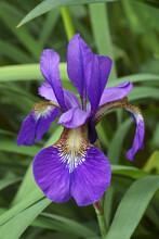 Siberian Iris (Iris  Sibirica)