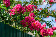 Lagerstroemia Indica In Blossom. Beautiful Pink Flowers On Сrape Myrtle Tree On Blurred Green Background. Selective Focus. Lyric Motif For Design.