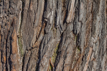 Oak bark macro, tree trunk close-up, texture