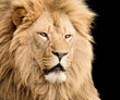Portrait of powerful lion male looking right