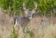 Trophy White-tailed buck