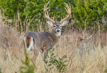 trophy white-tailed buck