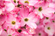 © Bob - Pink dogwood blossoms in the spring, Salem Oregon