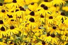 Rudbeckia Is A Flower Of Asteraceae That Produces Bright Yellow Flowers In The Summer And Is Also Called Black-eyed Susan.