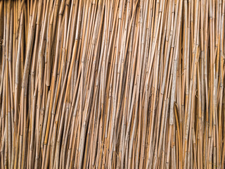  Dry cane stalks closely spaced. Background from yellowed reeds.