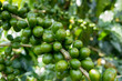 Branch of green cherries of coffee
