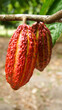 A mature cacao pod hanging from a cocoa tree