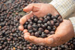 Hand full of dried cherries of coffee in Honduras.