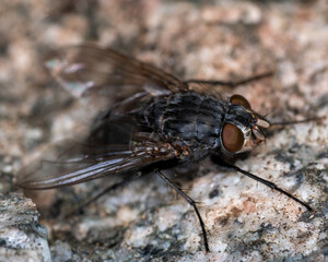 fly on a leaf