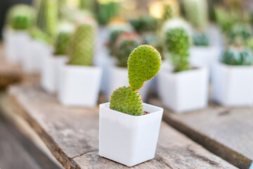 Wall Mural - Small cactus in a white planting pot