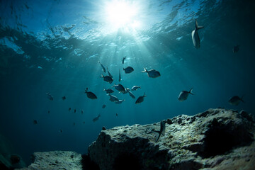 School of fish swimming in the crystal clear water, Australia