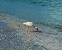 Flamingo On The Beach