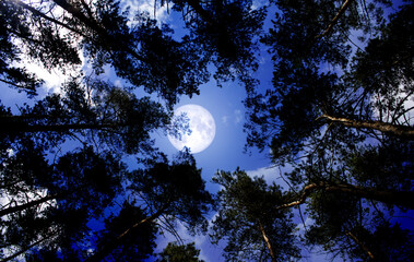 Wall Mural - full moon at its zenith in a pine forest