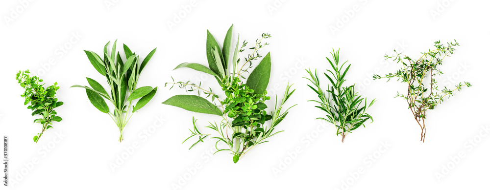 Rosemary, marjoram, sage and thyme collection - obrazy, fototapety, plakaty 