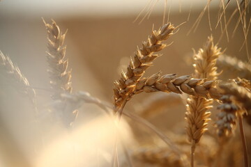 ears of wheat