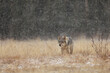 Gray wolf (Canis lupus) in taiga in snowy winter day. Animal in nature habitat. Animal looking for prey