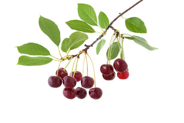 the branch of sour cherries isolated on a white background