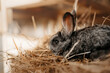 gray baby rabbit in hay at an eco farm