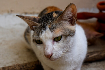 portrait of white color cat looking downside