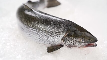 Wall Mural - Fresh whole salmon fish seafood uncooked on ice.