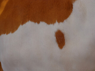 cow skin texture background, cow leather with fur background