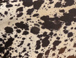 Leinwandbild Motiv cow skin texture background, cow leather with fur background