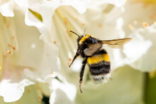 A Cute Bumblebee Approaching A Flower