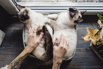 Wall Mural - Two Lovely Siamese cats enjoy sun lying near the window in the house while female hands carres them. Identical cats