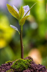 Wall Mural - Jeune plant d’avocatier