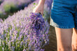 Woman's hand holding a lovely bouquet of lavender flowers.