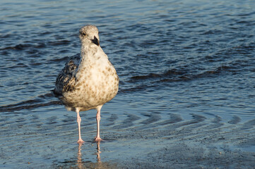 seagull on the shore