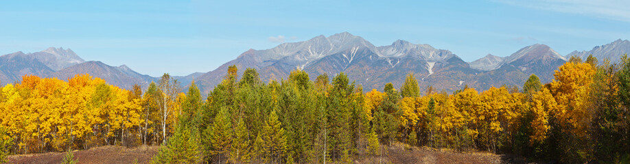 Wall Mural - panoramic view on a beautiful autumn forest of coniferous and deciduous trees on the background of m
