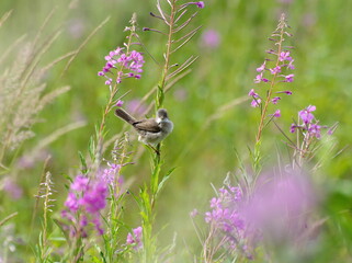 A small grey Warbler bird sits on a willow-herb branch on a Sunny summer day. Moscow region. Russia.