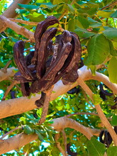Ceratonia Siliqua, Commonly Known As The Carob Tree Or Carob Bush . Small Evergreen Arabian Tree Which Bears Long Brownish-purple Edible Pods. Carob Bean, Used As  Substitute For Chocolate