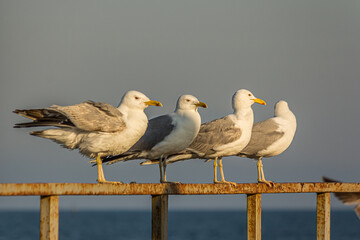 The Caspian gull (Larus cachinnans) is a large gull and a member of the herring and lesser black-backed gull complex. The Caspian gull breeds around the Black and Caspian Seas.