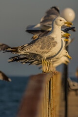 Wall Mural - The Caspian gull (Larus cachinnans) is a large gull and a member of the herring and lesser black-backed gull complex. The Caspian gull breeds around the Black and Caspian Seas.