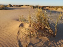 An Undulating Sand Dune In The Late Afternoon
