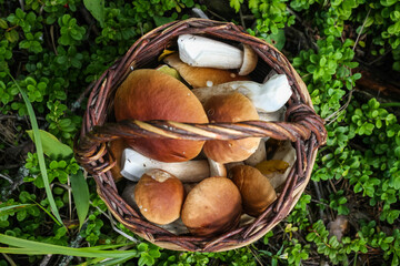 Wall Mural - wicker basket with fresh cep porcini mushrooms in autumn forest