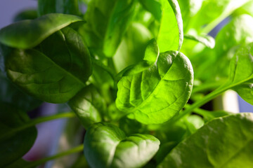 green leaves of organic growing spinach. macro photo. green nature background