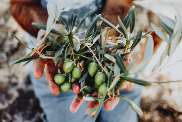 Man with a pile of green olives in his hands freshly collected during the harvesting. Harvested fresh olives in the hands of farmer. Lesbos. Greece.