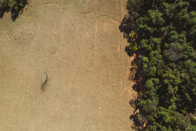 Aerial Of An Isolated Bare Dead Tree Standing Alone Close To A Rain Forest On A Dry Desert Like Field. Global Warming And Rain Forest Deforestation Concept.